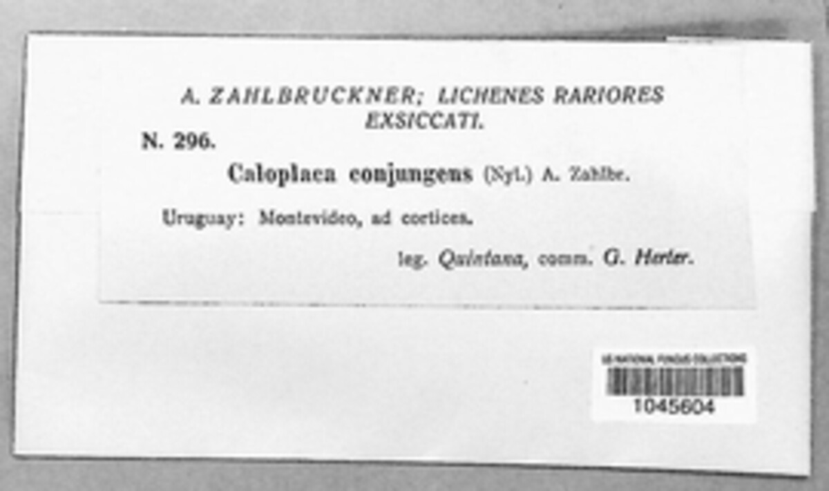 Caloplaca conjungens image